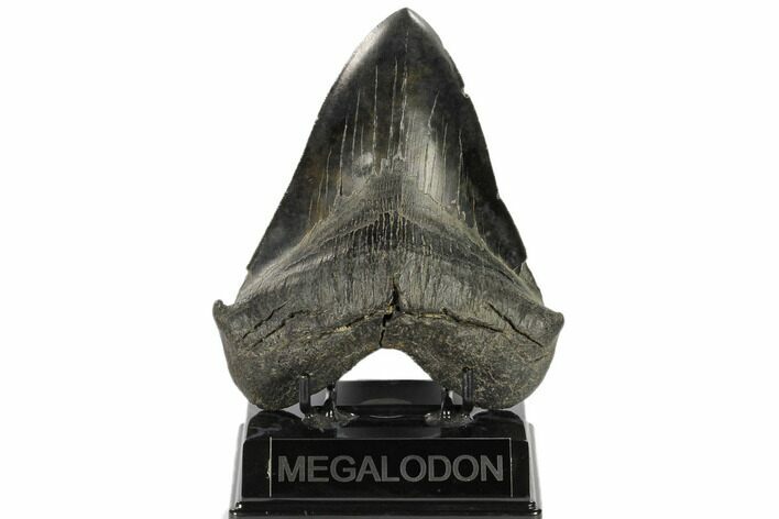 Fossil Megalodon Tooth - South Carolina #114502